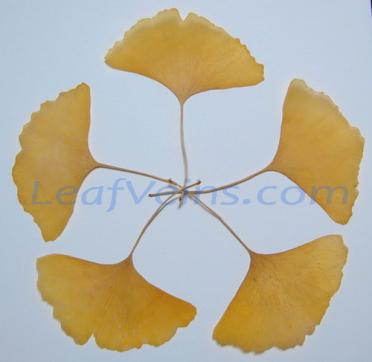 Ginkgo Leaves