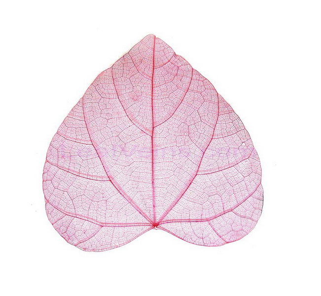 Heart-shaped skeleton leaf Red
