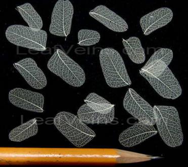 Tniy fan blade shaped skeleton leaves size