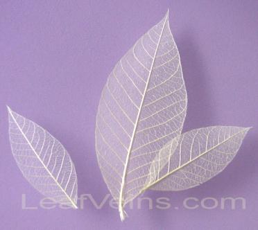 Rubber Skeleton Leaves