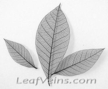 Rubber Tree Skeleton Leaves Black Color