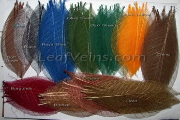 Rubber Tree Skeleton Leaves Color Samples