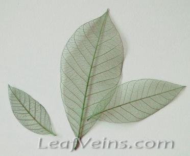 Rubber Tree Skeleton Leaves Olive Green