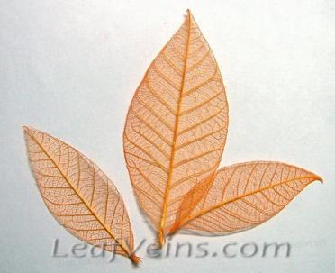 Rubber Tree Skeleton Leaves Orange Color